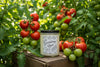 Summer vine: heirloom tomato 🍅  8oz soy candle