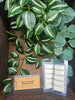 Wax melt bar: East coast ocean air. 1.75oz