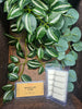 Wax melt bar: Whistler Pine. 1.75oz