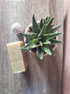 Citrus Blend Bar Soap